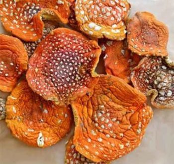 Микродозинг Мухоморами состав