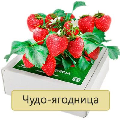 Сказочный Сбор
Сказочный Сбор