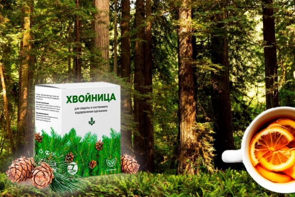 Как повысить свой иммунитет. Хвойница Как повысить свой иммунитет. Хвойница