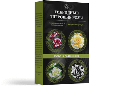 Тигровые розы — особенности и характеристика, отзывы
Тигровые розы — особенности и характеристика, отзывы