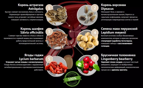 Активпрост от простатита Активпрост от простатита