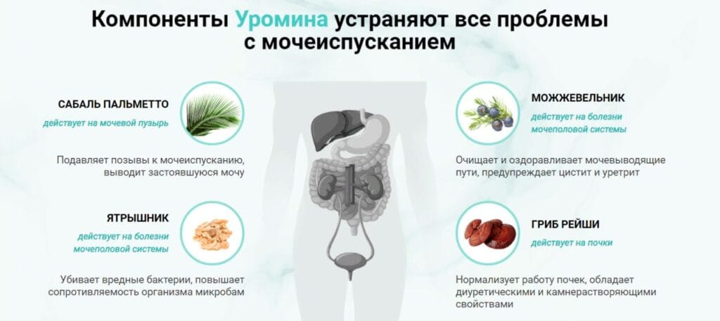 Уринель: Поддержка мочеполовой системы и контроль над мочеиспусканием — Фото 5
