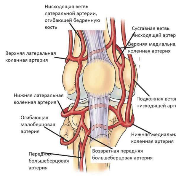 
				Артекс &mdash; капсулы для суставов в России			